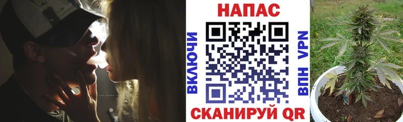как найти закладки  Эртиль  МАРИХУАНА сатива 